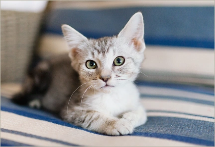 My Cat Won't Stop Scratching One Spot When to Get Help
