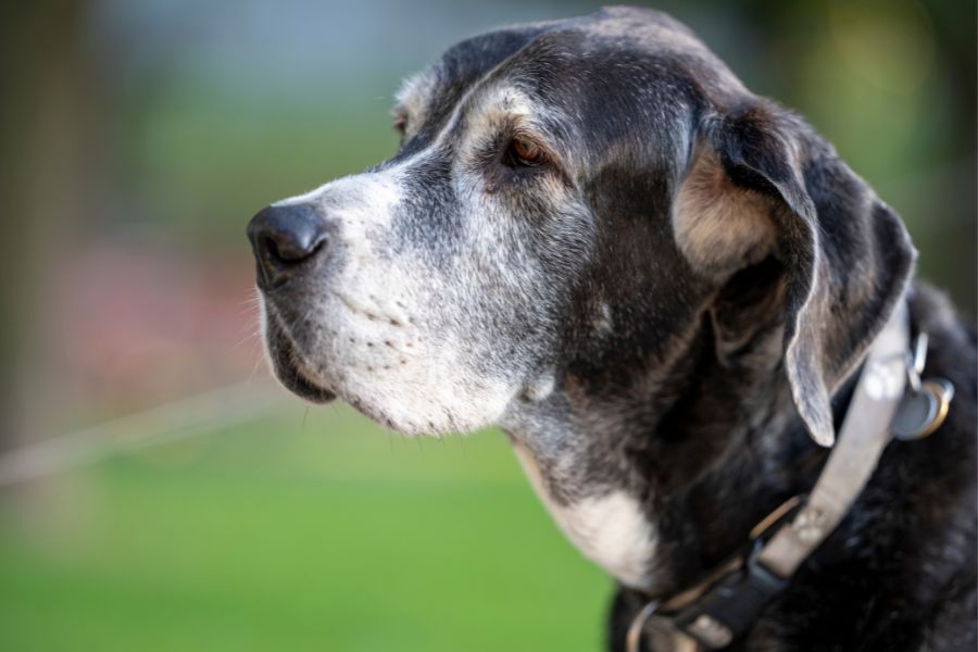 senior dog cat health Issues