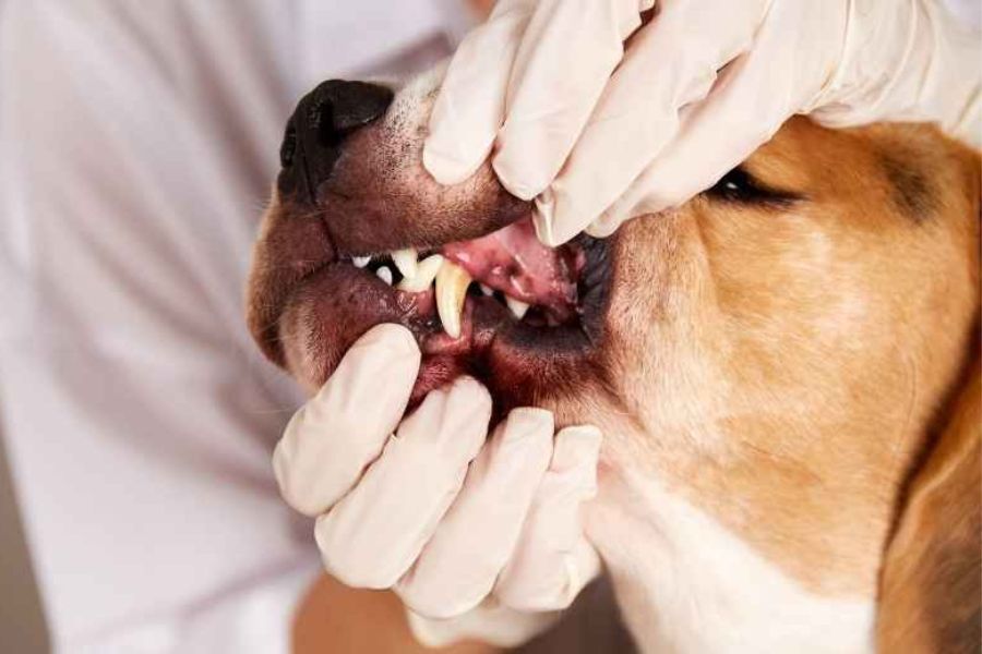 Dog Cat Needs Dental Checkup