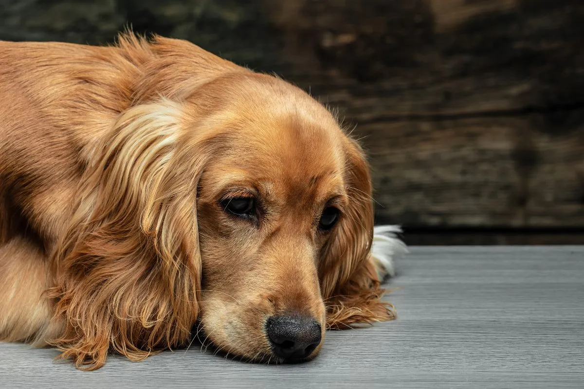 early warning signs of heartworms in dogs
