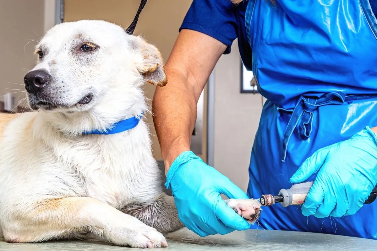 routine blood test matters for senior dogs