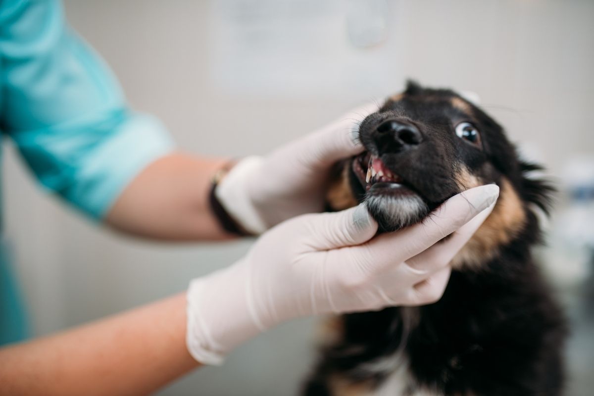 Early Signs of Tooth Pain in Dogs Every Owner Should Know