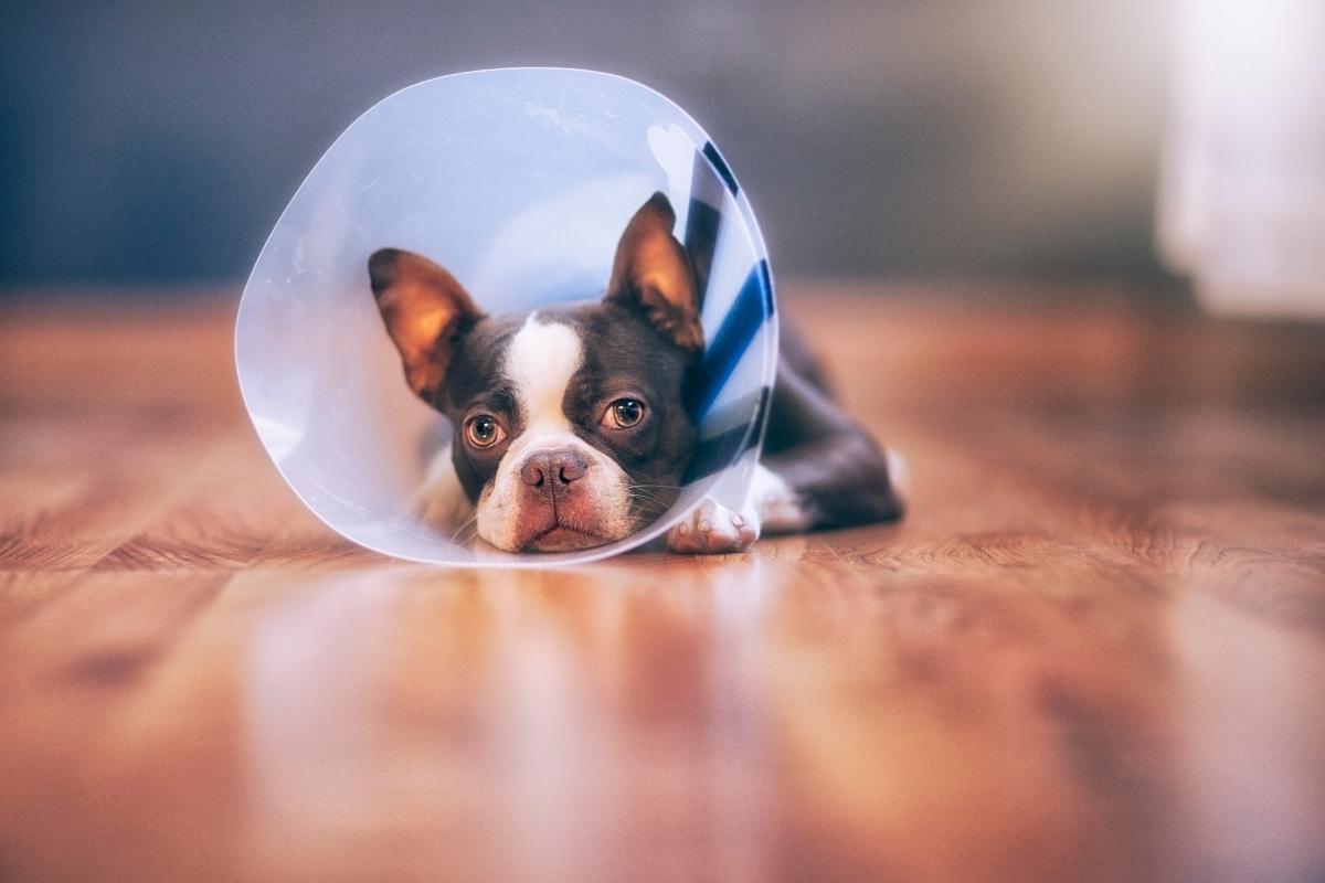 How to Help Your Pet Recover Safely After Surgery