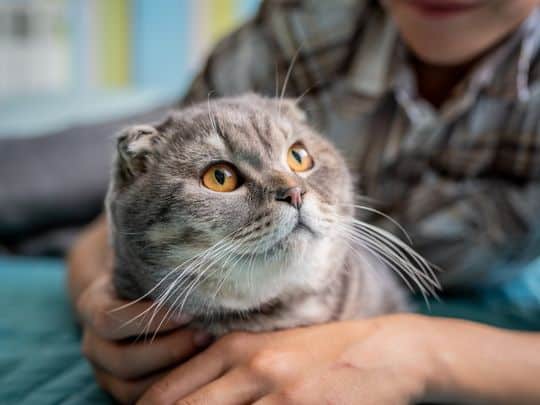 Why Does My Cat Make a Chirping Sound? A Feline Behavior Guide